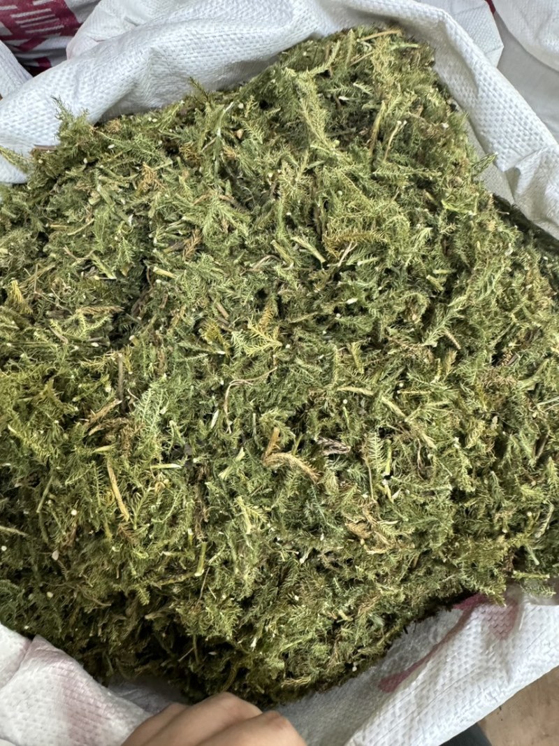伸筋草青绿伸筋草