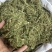 伸筋草青绿伸筋草