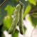狗爪豆猫豆狗豆基地直供，新鲜发货，质量保证，大量供应。
