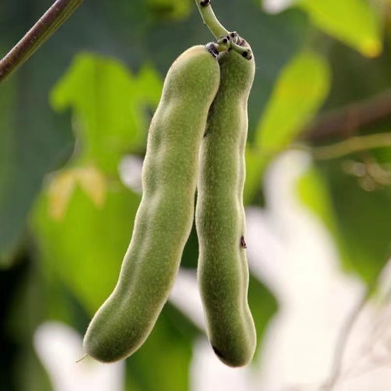 狗爪豆猫豆狗豆基地直供，新鲜发货，质量保证，大量供应。