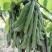 狗爪豆猫豆狗豆基地直供，新鲜发货，质量保证，大量供应。