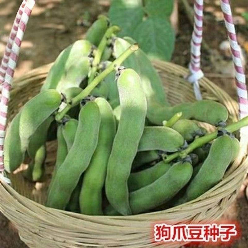 狗爪豆猫豆狗豆基地直供，新鲜发货，质量保证，大量供应。