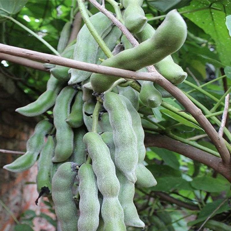 狗爪豆猫豆狗豆基地直供，新鲜发货，质量保证，大量供应。