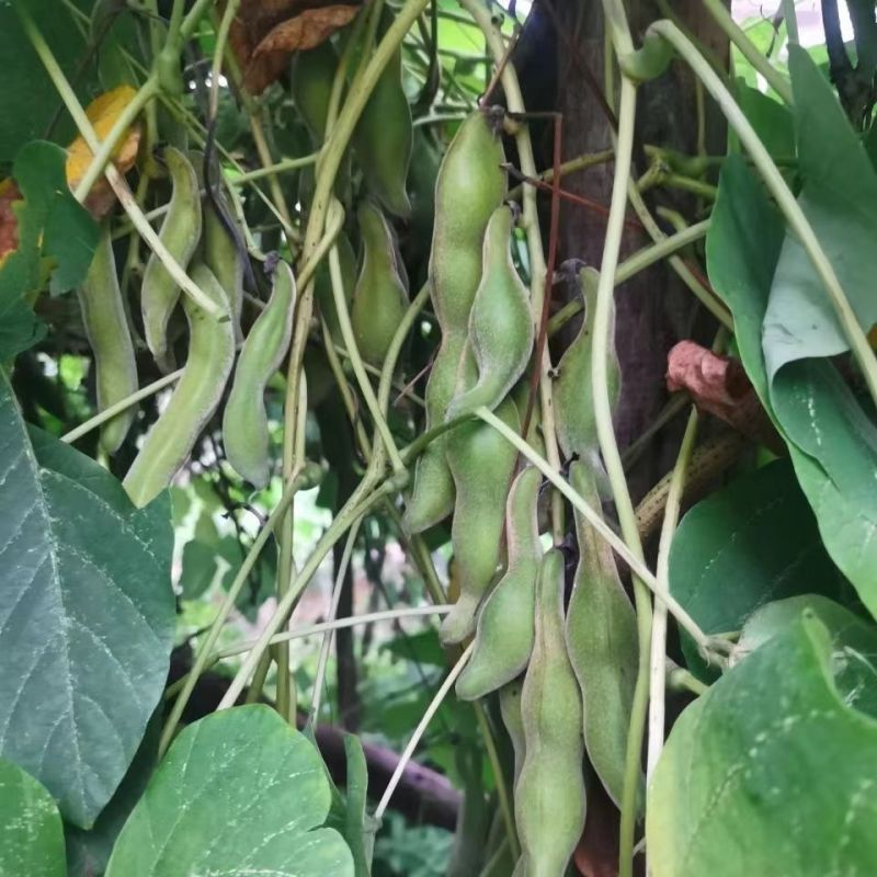 狗爪豆猫豆狗豆基地直供，新鲜发货，质量保证，大量供应。