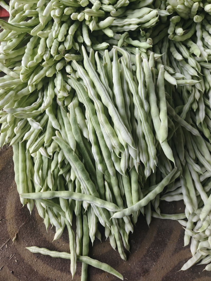 精品白不老芸豆