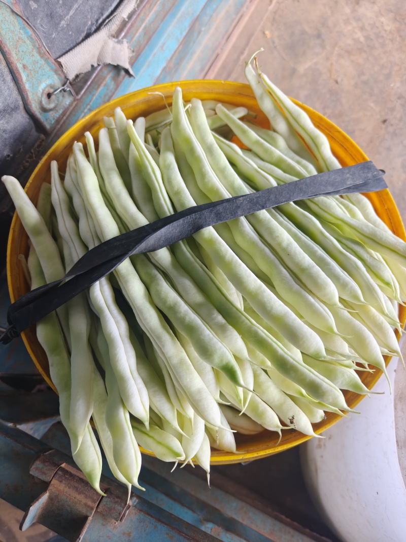 精品白不老芸豆
