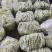 精品白不老芸豆