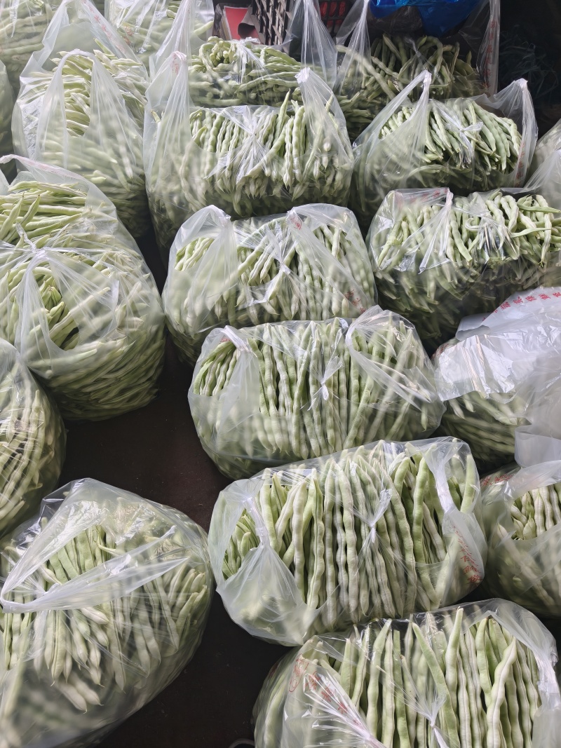 精品白不老芸豆