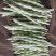 精品白不老芸豆