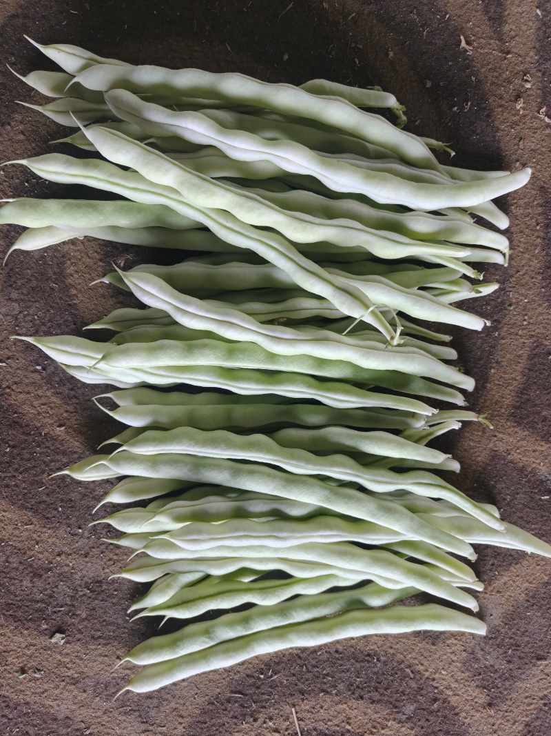 精品白不老芸豆