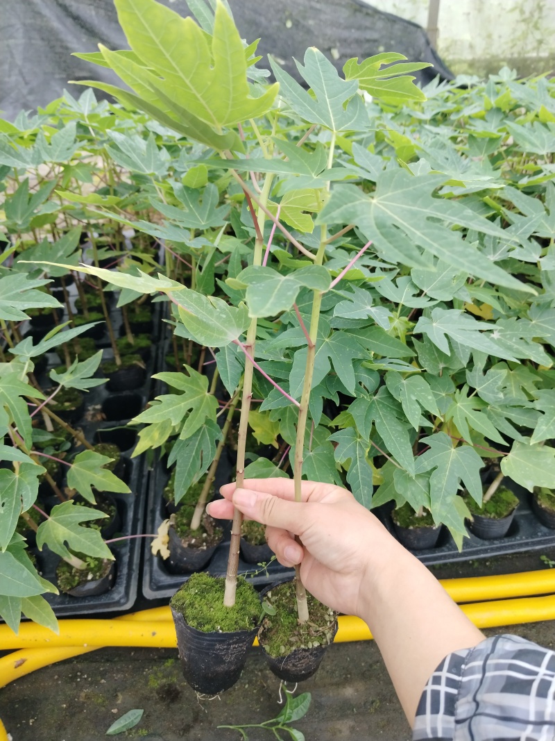 四季黄金木瓜苗，果子多带营养杯发货的