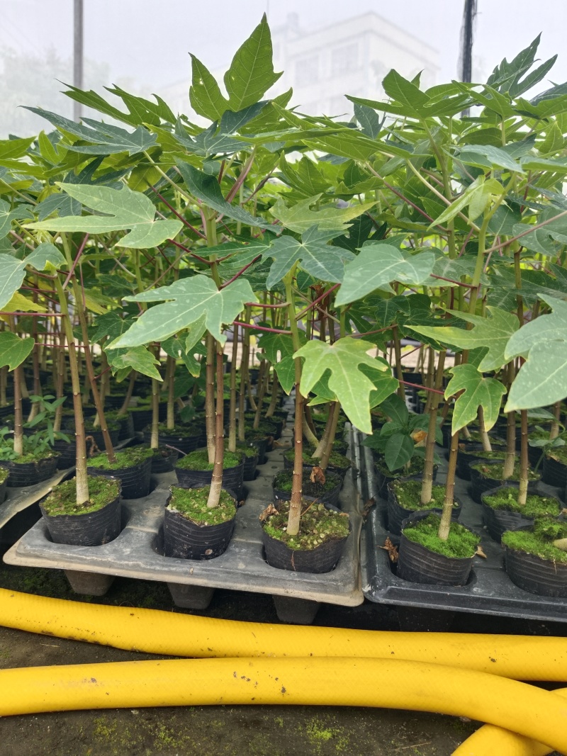 四季黄金木瓜苗，果子多带营养杯发货的