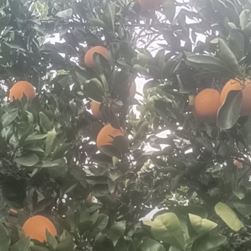 春橙伦晚种植基地直发