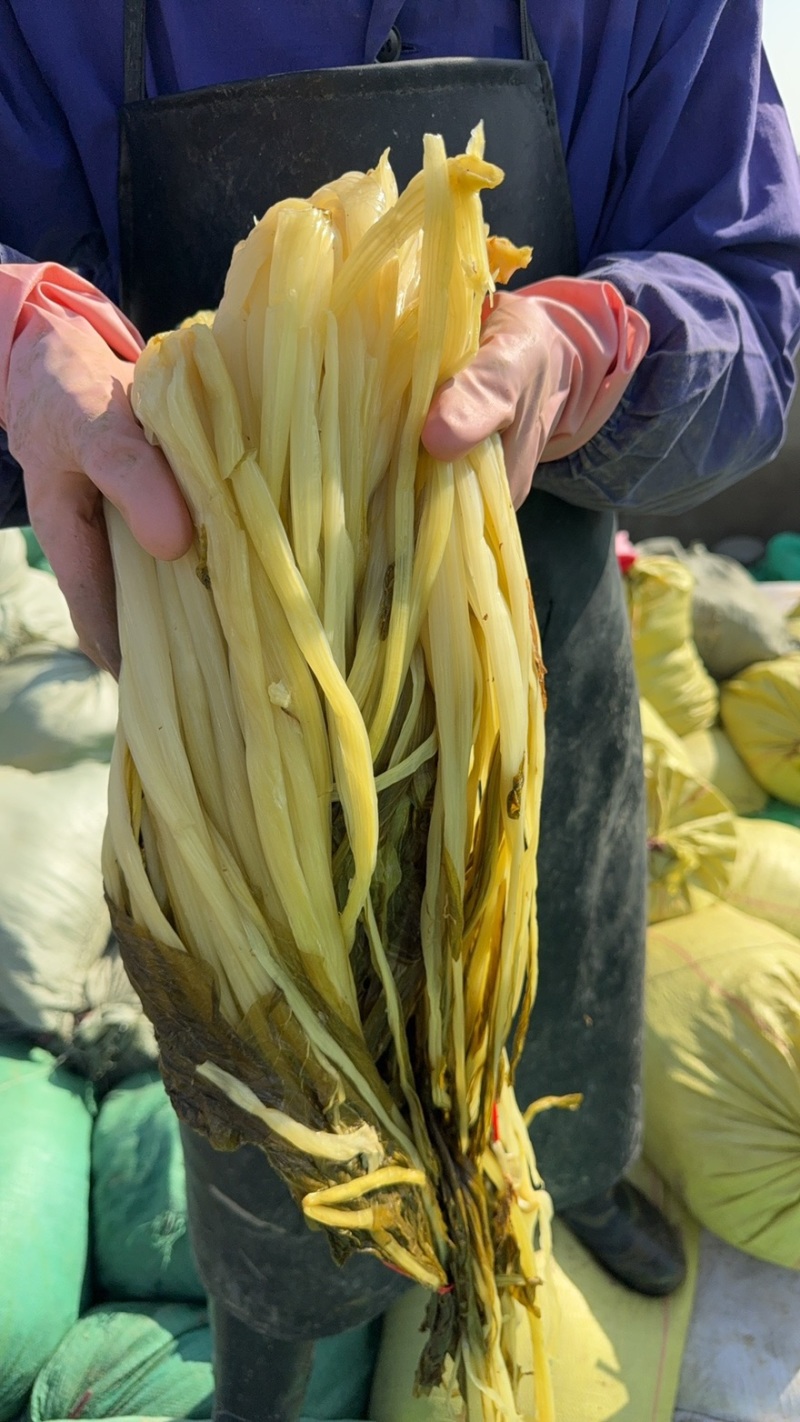 泡豆浆，泡高杆白菜