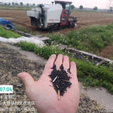 油菜籽