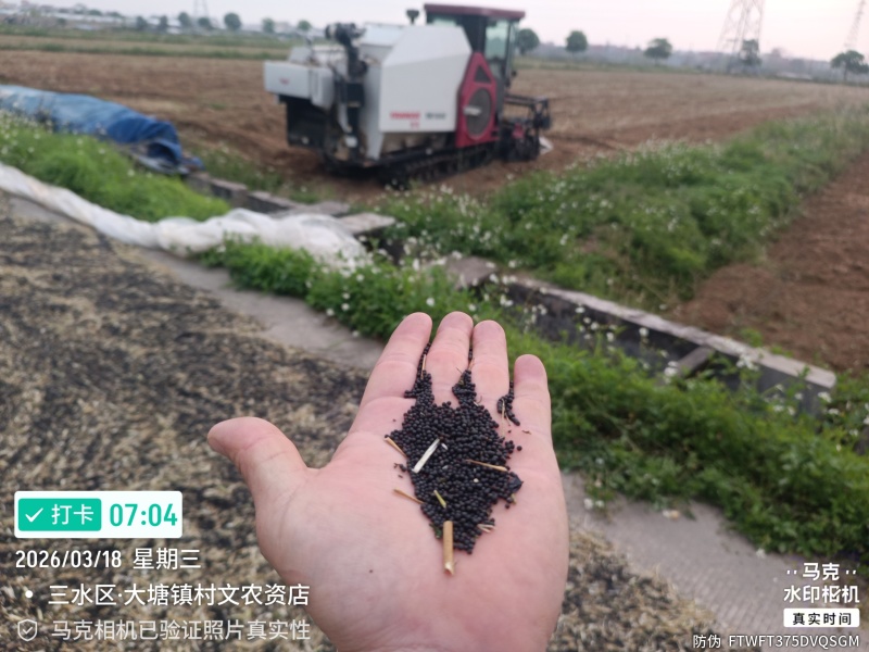 油菜籽