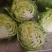 河南小河宣甘蓝