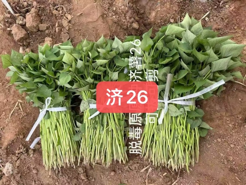 石家庄电商苗一件代发产地直供。。。。。。。。