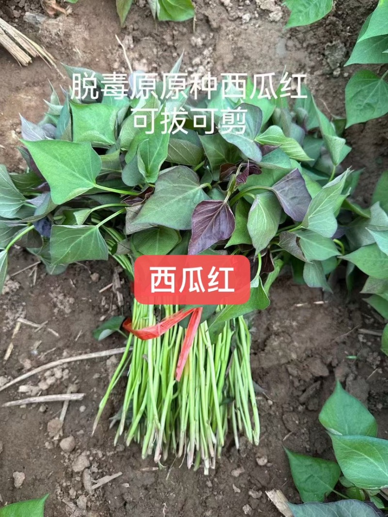 石家庄电商苗一件代发产地直供。。。。。。。。