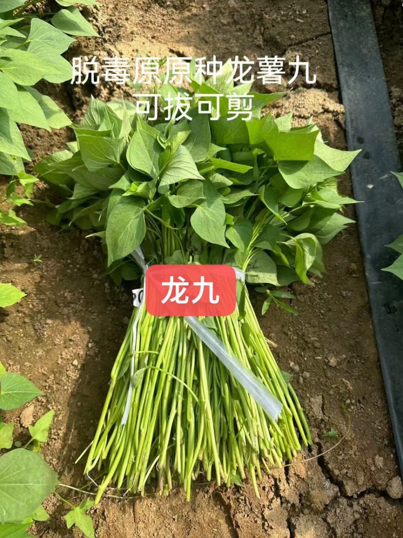 石家庄电商苗一件代发产地直供。。。。。。。。