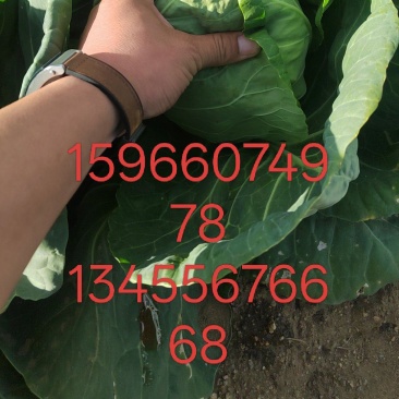 甘蓝大量供应