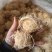 淡竹茹团球状竹茹球黄白色统货今年新货颜色好