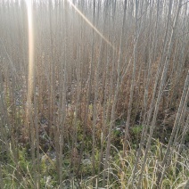 3年以上速生杨树苗，无絮，价格可谈，量大从优？