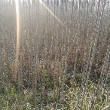 3年以上速生杨树苗，无絮，价格可谈，量大从优？