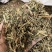 瞿麦瞿麦统货地道药材产地山东省紫轩堂药业