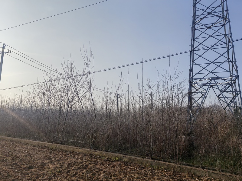 3年以上速生杨树苗，无絮，价格可谈，量大从优？