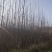 3年以上速生杨树苗，无絮，价格可谈，量大从优？