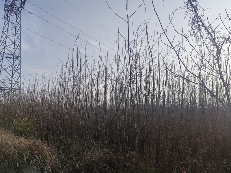 3年以上速生杨树苗，无絮，价格可谈，量大从优？