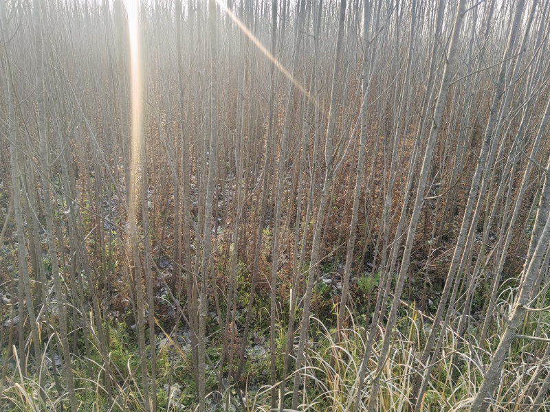 3年以上速生杨树苗，无絮，价格可谈，量大从优？