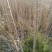 3年以上速生杨树苗，无絮，价格可谈，量大从优？