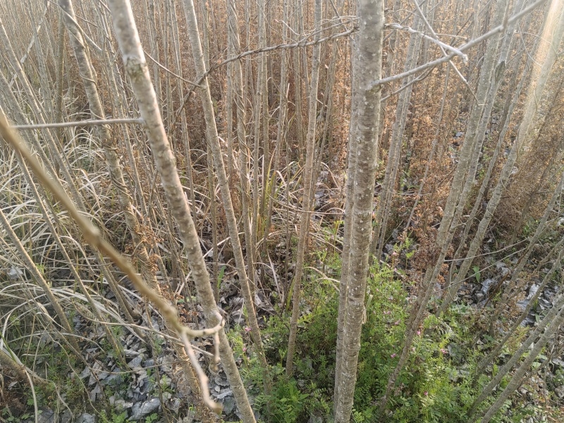 3年以上速生杨树苗，无絮，价格可谈，量大从优？