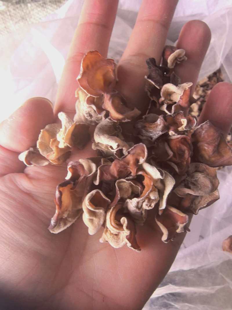 粉木耳批发源头供货商超电商
