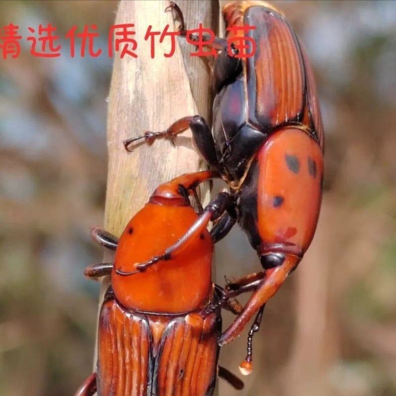 竹笋虫种苗.甲壳虫种苗批发1.5元一个，货源充足