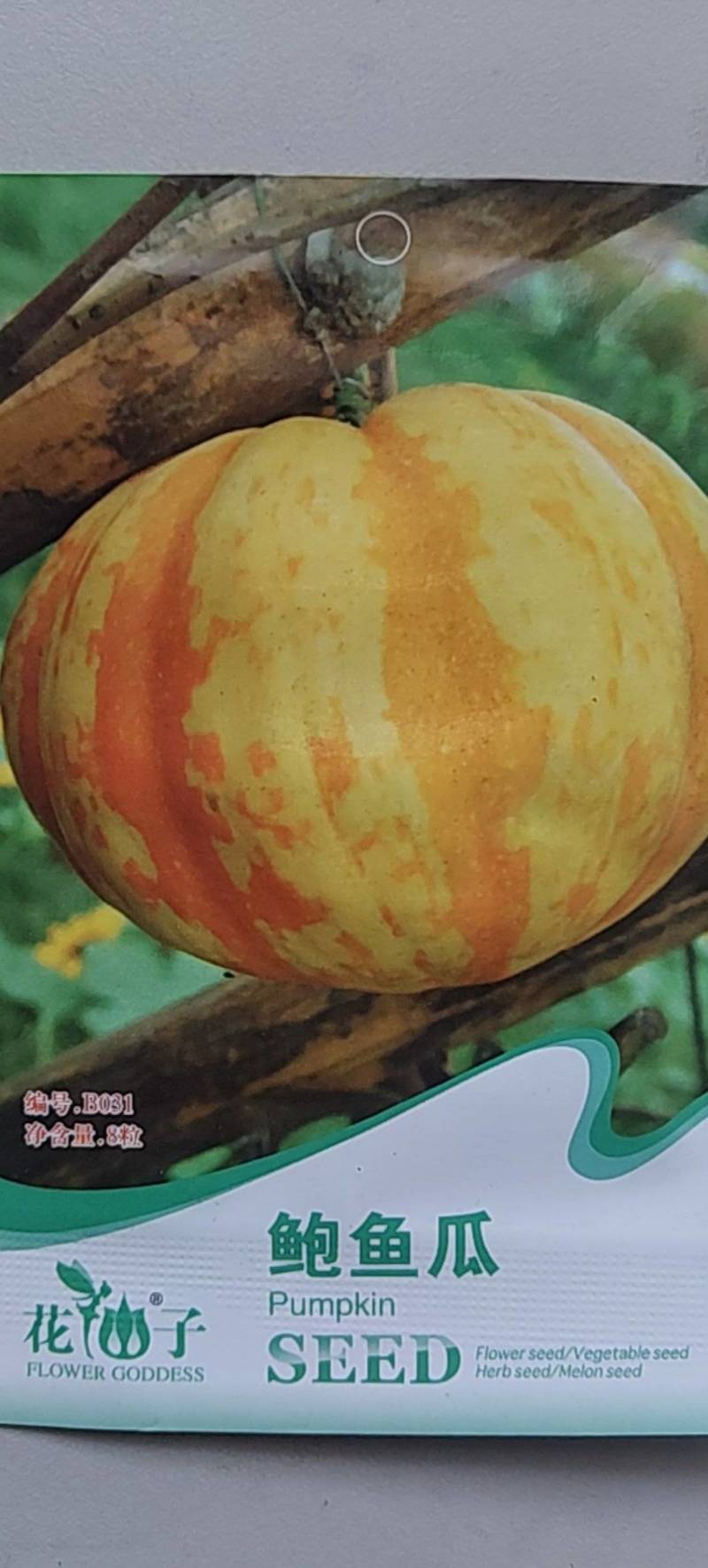 观赏南瓜种子～鲍鱼瓜玩具南瓜种子品种齐全，观光园林用种