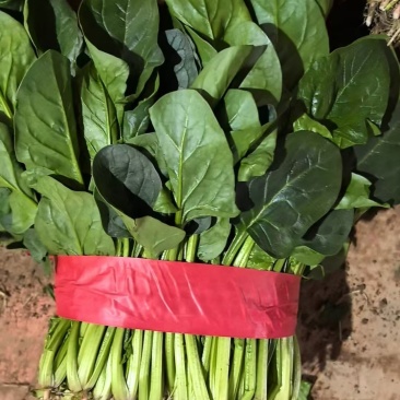 精品大叶菠菜，货源充足