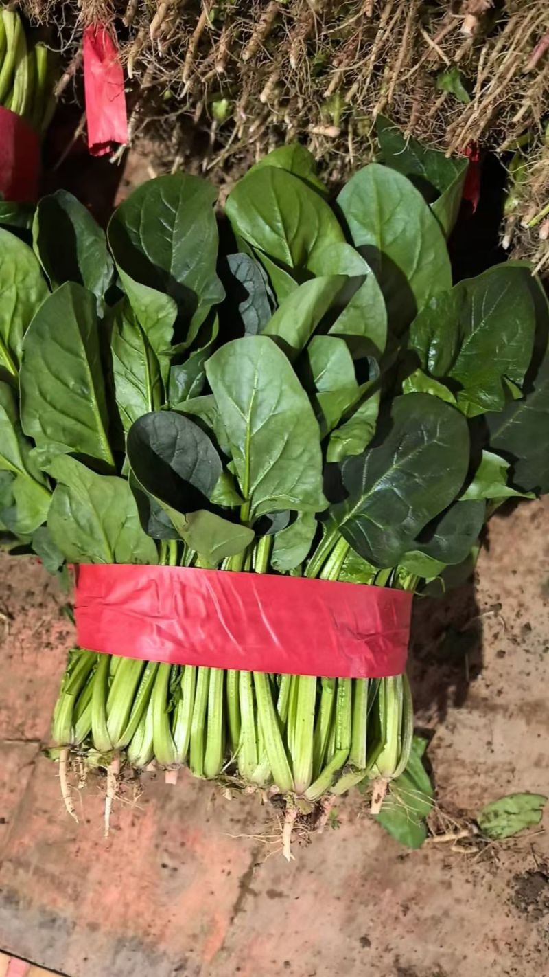 精品大叶菠菜，货源充足