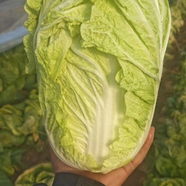 大白菜