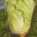 大白菜