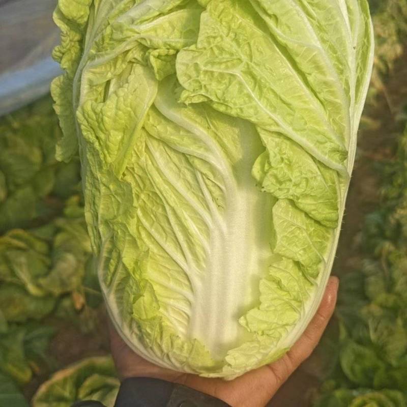 大白菜