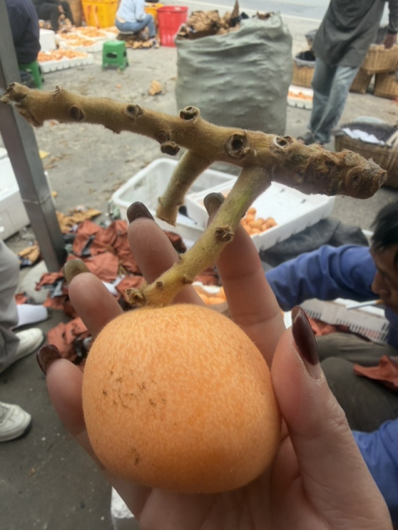 四川米易枇杷