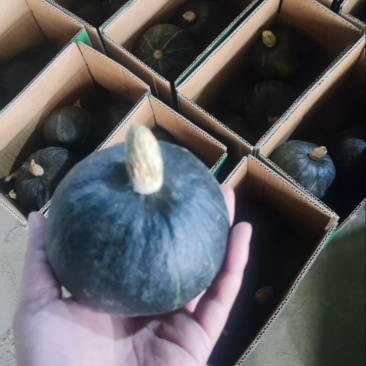 精品贝贝南瓜