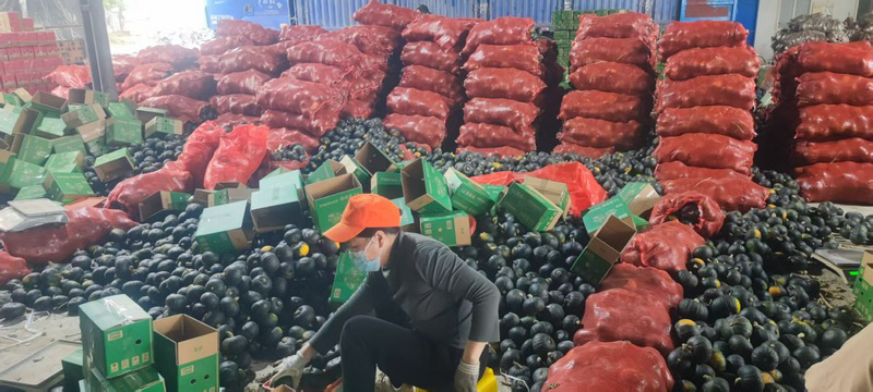 精品贝贝南瓜