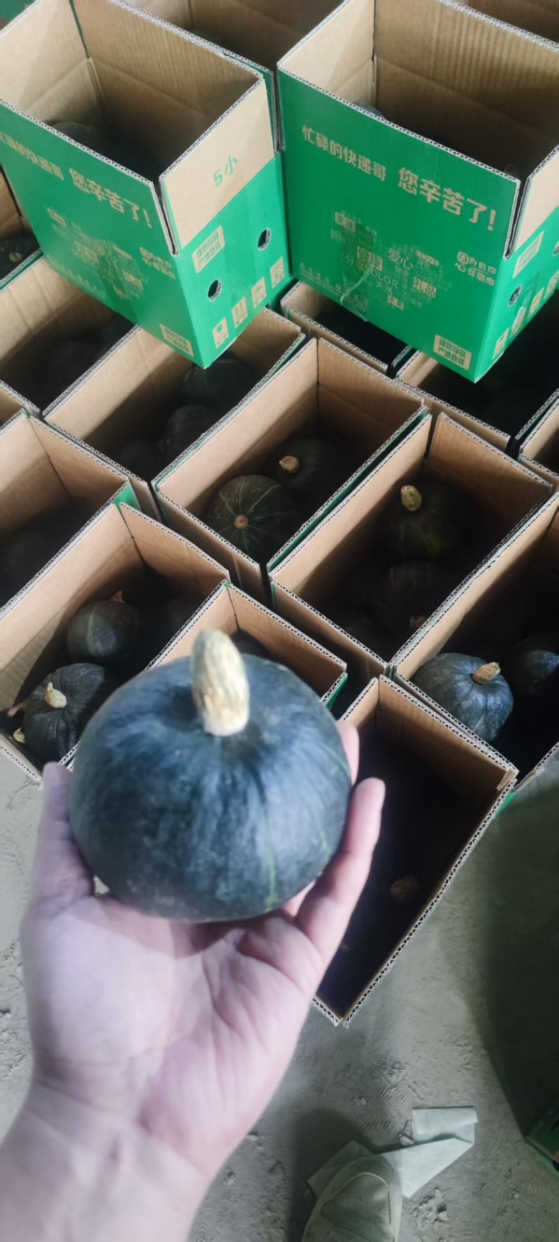 精品贝贝南瓜