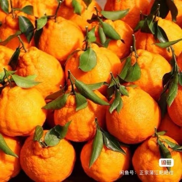 自家种植的不知火，丑柑