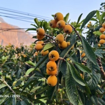 2026云南大五星枇杷上市了
