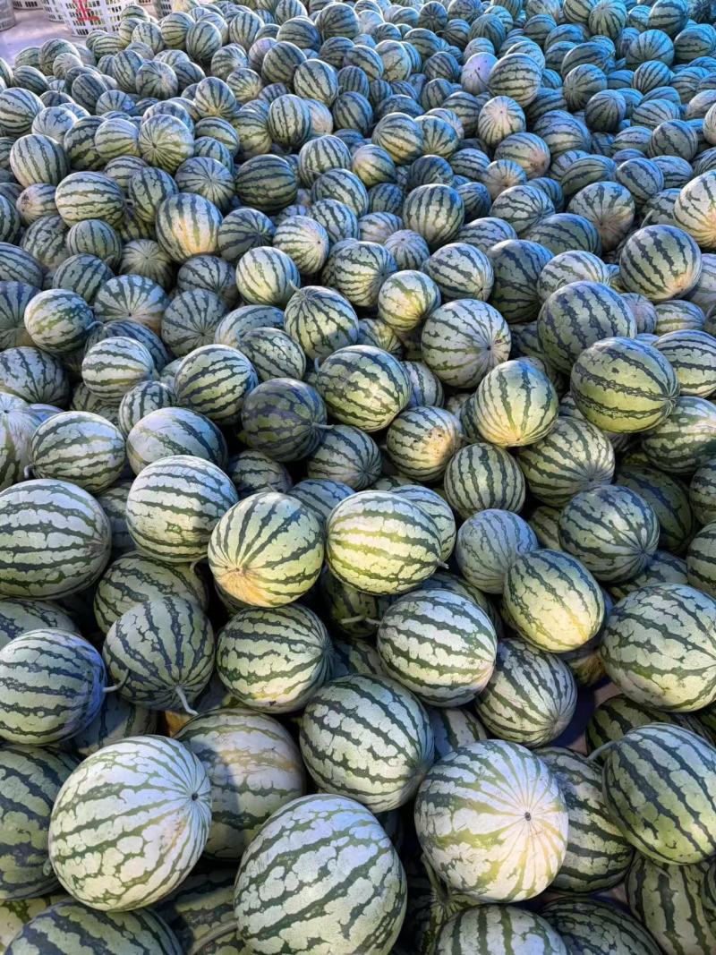 河南美都麒麟西瓜头茬二茬高次大量上市品质三包